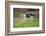 domestic cat, Felis silvestris catus, young animal, meadow, sidewise, run-David & Micha Sheldon-Framed Photographic Print