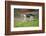 domestic cat, Felis silvestris catus, young animal, meadow, sidewise, run-David & Micha Sheldon-Framed Photographic Print