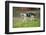 domestic cat, Felis silvestris catus, young animal, meadow, sidewise, run-David & Micha Sheldon-Framed Photographic Print