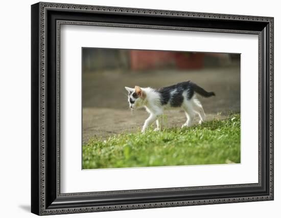 domestic cat, Felis silvestris catus, young animal, meadow, sidewise, run-David & Micha Sheldon-Framed Photographic Print