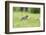 domestic cat, Felis silvestris catus, young animal, meadow, sidewise, run-David & Micha Sheldon-Framed Photographic Print