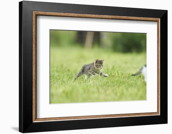 domestic cat, Felis silvestris catus, young animal, meadow, sidewise, run-David & Micha Sheldon-Framed Photographic Print