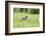 domestic cat, Felis silvestris catus, young animal, meadow, sidewise, run-David & Micha Sheldon-Framed Photographic Print