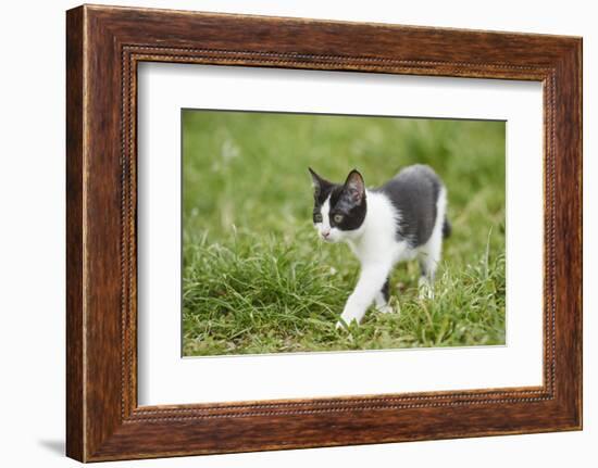 domestic cat, Felis silvestris catus, young animal, meadow, sidewise, stand-David & Micha Sheldon-Framed Photographic Print