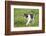 domestic cat, Felis silvestris catus, young animal, meadow, sidewise, stand-David & Micha Sheldon-Framed Photographic Print