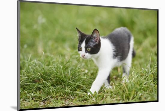 domestic cat, Felis silvestris catus, young animal, meadow, sidewise, stand-David & Micha Sheldon-Mounted Photographic Print