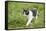 domestic cat, Felis silvestris catus, young animal, meadow, sidewise, stand-David & Micha Sheldon-Framed Stretched Canvas