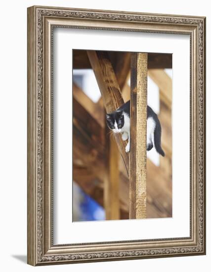 domestic cat, Felis silvestris catus, young animal, sidewise-David & Micha Sheldon-Framed Photographic Print