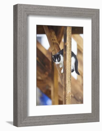 domestic cat, Felis silvestris catus, young animal, sidewise-David & Micha Sheldon-Framed Photographic Print