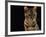 Domestic Cat, Female Brown Spotted Bengal-Jane Burton-Framed Photographic Print