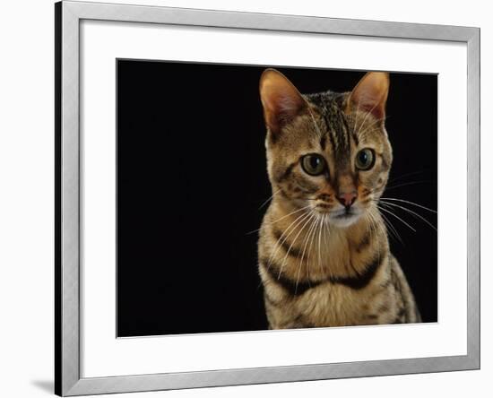 Domestic Cat, Female Brown Spotted Bengal-Jane Burton-Framed Photographic Print