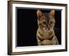 Urbane Antique Gold Frame