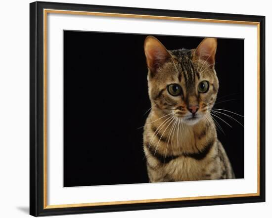 Domestic Cat, Female Brown Spotted Bengal-Jane Burton-Framed Photographic Print