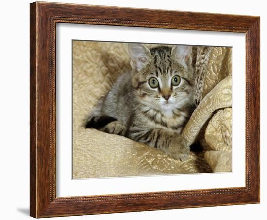 Domestic Cat, Female Tabby Kitten on Chair-Jane Burton-Framed Photographic Print