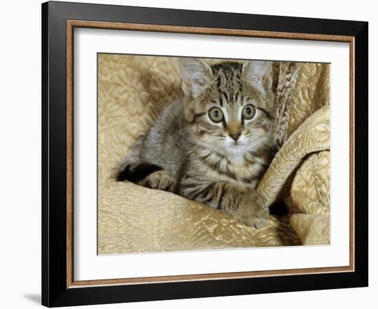 Domestic Cat, Female Tabby Kitten on Chair-Jane Burton-Framed Photographic Print
