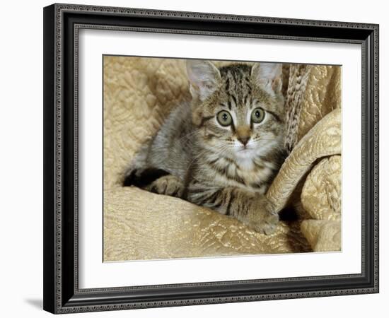 Domestic Cat, Female Tabby Kitten on Chair-Jane Burton-Framed Photographic Print