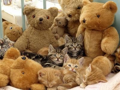 kitten with teddy bear