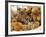 Domestic Cat, Five Kittens in Cot with Teddy Bears-Jane Burton-Framed Photographic Print