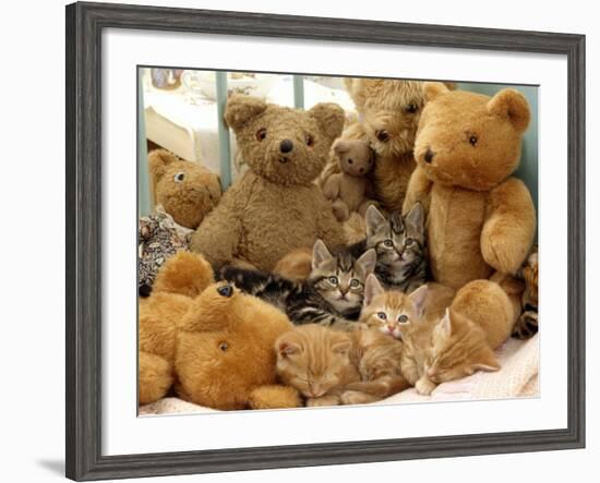 Domestic Cat, Five Kittens in Cot with Teddy Bears-Jane Burton-Framed Photographic Print