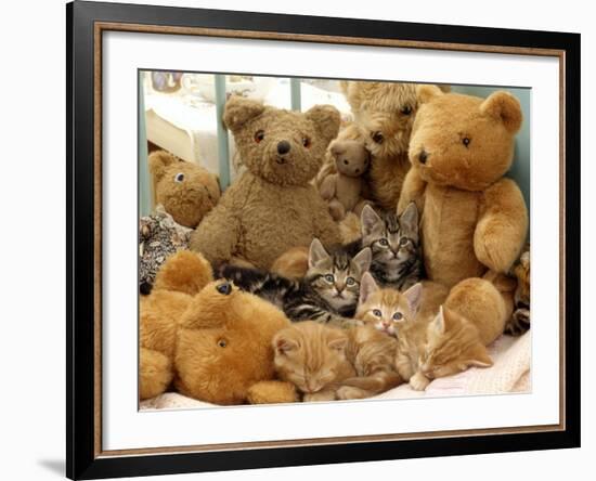 Domestic Cat, Five Kittens in Cot with Teddy Bears-Jane Burton-Framed Photographic Print