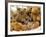 Domestic Cat, Five Kittens in Cot with Teddy Bears-Jane Burton-Framed Photographic Print