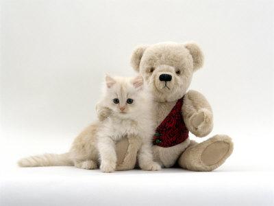 teddy bear and kitten