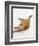 Domestic Cat, Fluffy Red Tabby Female-Jane Burton-Framed Premium Photographic Print