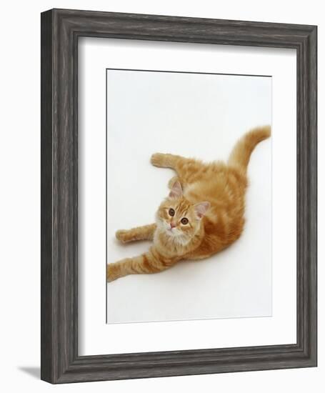 Domestic Cat, Fluffy Red Tabby Female-Jane Burton-Framed Premium Photographic Print