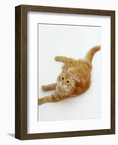 Domestic Cat, Fluffy Red Tabby Female-Jane Burton-Framed Premium Photographic Print