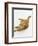 Domestic Cat, Fluffy Red Tabby Female-Jane Burton-Framed Premium Photographic Print