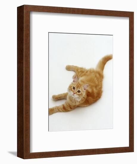 Domestic Cat, Fluffy Red Tabby Female-Jane Burton-Framed Premium Photographic Print