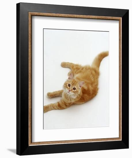 Domestic Cat, Fluffy Red Tabby Female-Jane Burton-Framed Premium Photographic Print