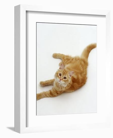 Domestic Cat, Fluffy Red Tabby Female-Jane Burton-Framed Premium Photographic Print