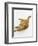 Domestic Cat, Fluffy Red Tabby Female-Jane Burton-Framed Premium Photographic Print