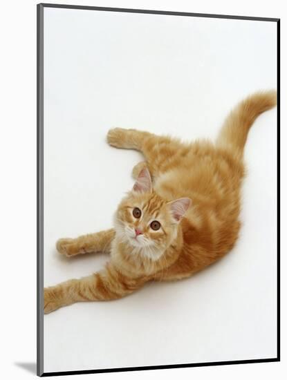 Domestic Cat, Fluffy Red Tabby Female-Jane Burton-Mounted Premium Photographic Print