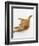 Domestic Cat, Fluffy Red Tabby Female-Jane Burton-Framed Premium Photographic Print