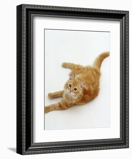 Domestic Cat, Fluffy Red Tabby Female-Jane Burton-Framed Premium Photographic Print