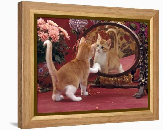 Domestic Cat, Ginger and White Kitten Looking at Reflection in Mirror-Jane Burton-Framed Premier Image Canvas