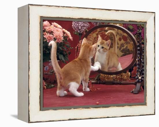 Domestic Cat, Ginger and White Kitten Looking at Reflection in Mirror-Jane Burton-Framed Premier Image Canvas