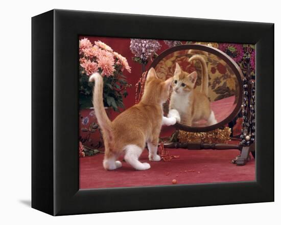 Domestic Cat, Ginger and White Kitten Looking at Reflection in Mirror-Jane Burton-Framed Premier Image Canvas