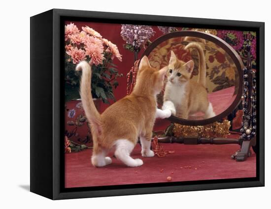 Domestic Cat, Ginger and White Kitten Looking at Reflection in Mirror-Jane Burton-Framed Premier Image Canvas