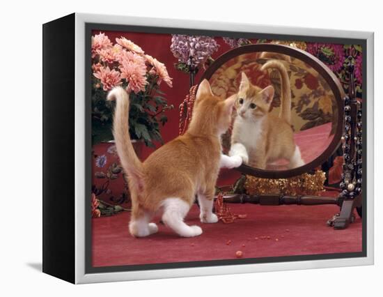 Domestic Cat, Ginger and White Kitten Looking at Reflection in Mirror-Jane Burton-Framed Premier Image Canvas