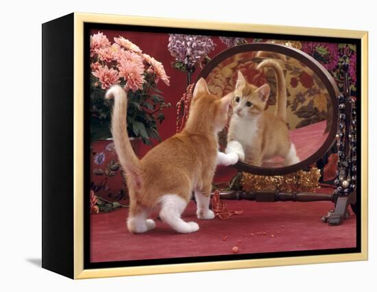 Domestic Cat, Ginger and White Kitten Looking at Reflection in Mirror-Jane Burton-Framed Premier Image Canvas