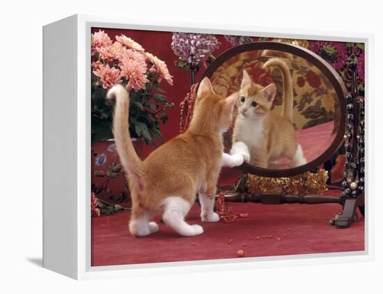 Domestic Cat, Ginger and White Kitten Looking at Reflection in Mirror-Jane Burton-Framed Premier Image Canvas