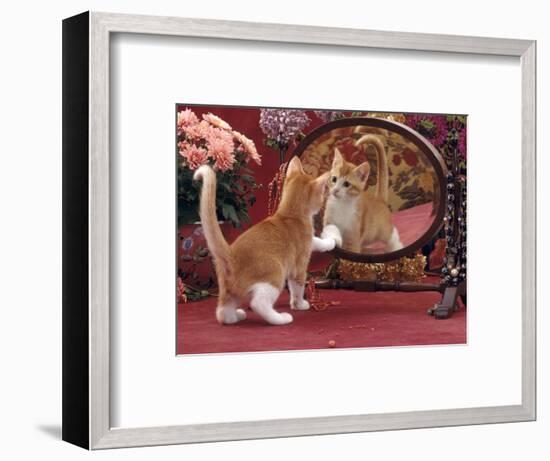 Domestic Cat, Ginger and White Kitten Looking at Reflection in Mirror-Jane Burton-Framed Premium Photographic Print