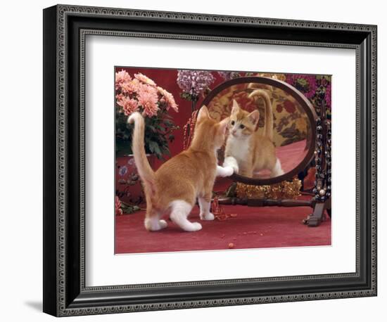 Domestic Cat, Ginger and White Kitten Looking at Reflection in Mirror-Jane Burton-Framed Premium Photographic Print