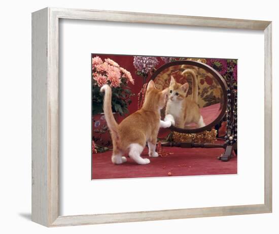 Domestic Cat, Ginger and White Kitten Looking at Reflection in Mirror-Jane Burton-Framed Premium Photographic Print