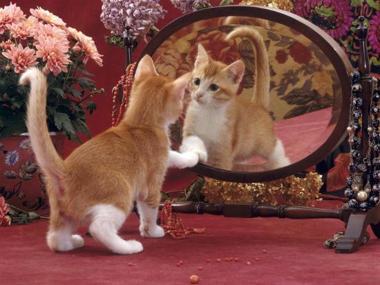 Domestic Cat, Ginger and White Kitten Looking at Reflection in Mirror&#39;  Photographic Print - Jane Burton | Art.com