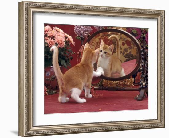 Domestic Cat, Ginger and White Kitten Looking at Reflection in Mirror-Jane Burton-Framed Photographic Print