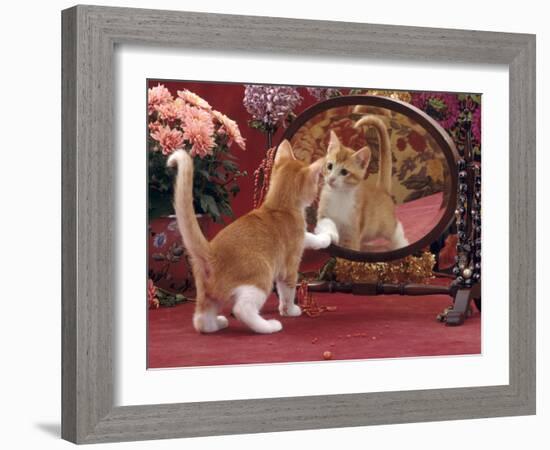 Domestic Cat, Ginger and White Kitten Looking at Reflection in Mirror-Jane Burton-Framed Photographic Print